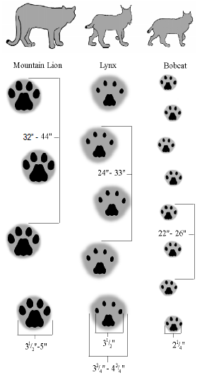 Cat comparison chart - snipit 2.png